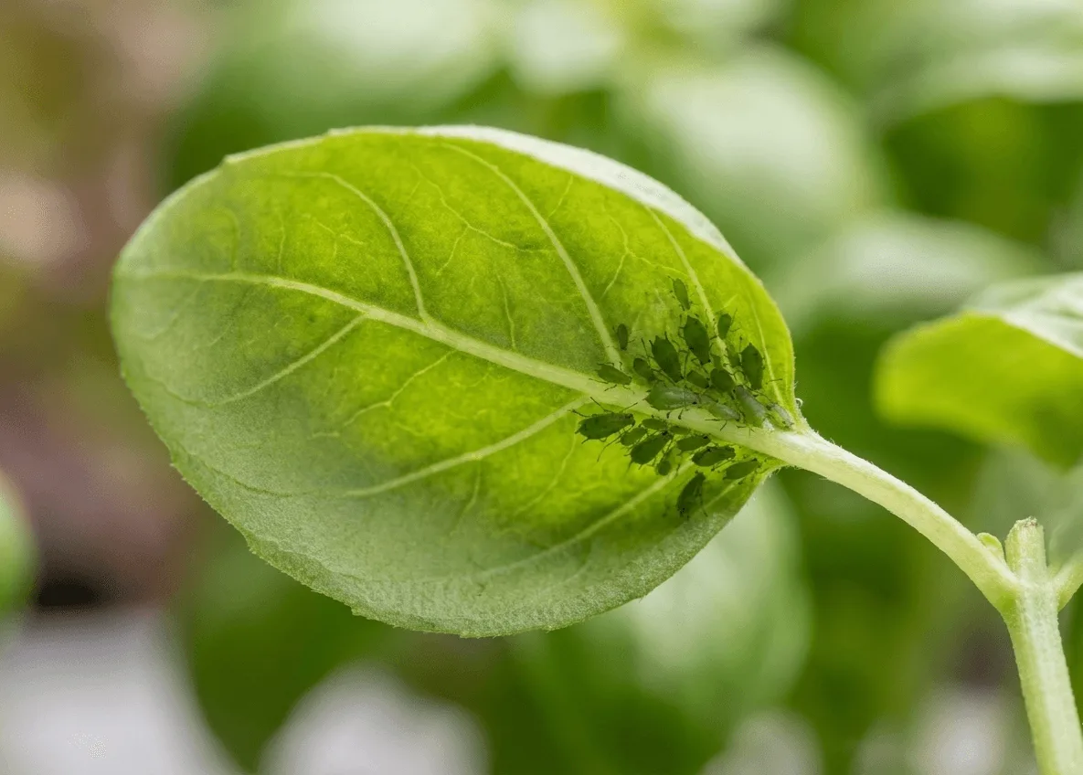 Aphids on basil causing yellowing in an apartment hydroponic plant