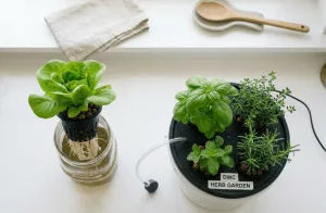 Side by side comparison of Kratky mason jar and DWC bucket hydroponic systems on an apartment countertop
