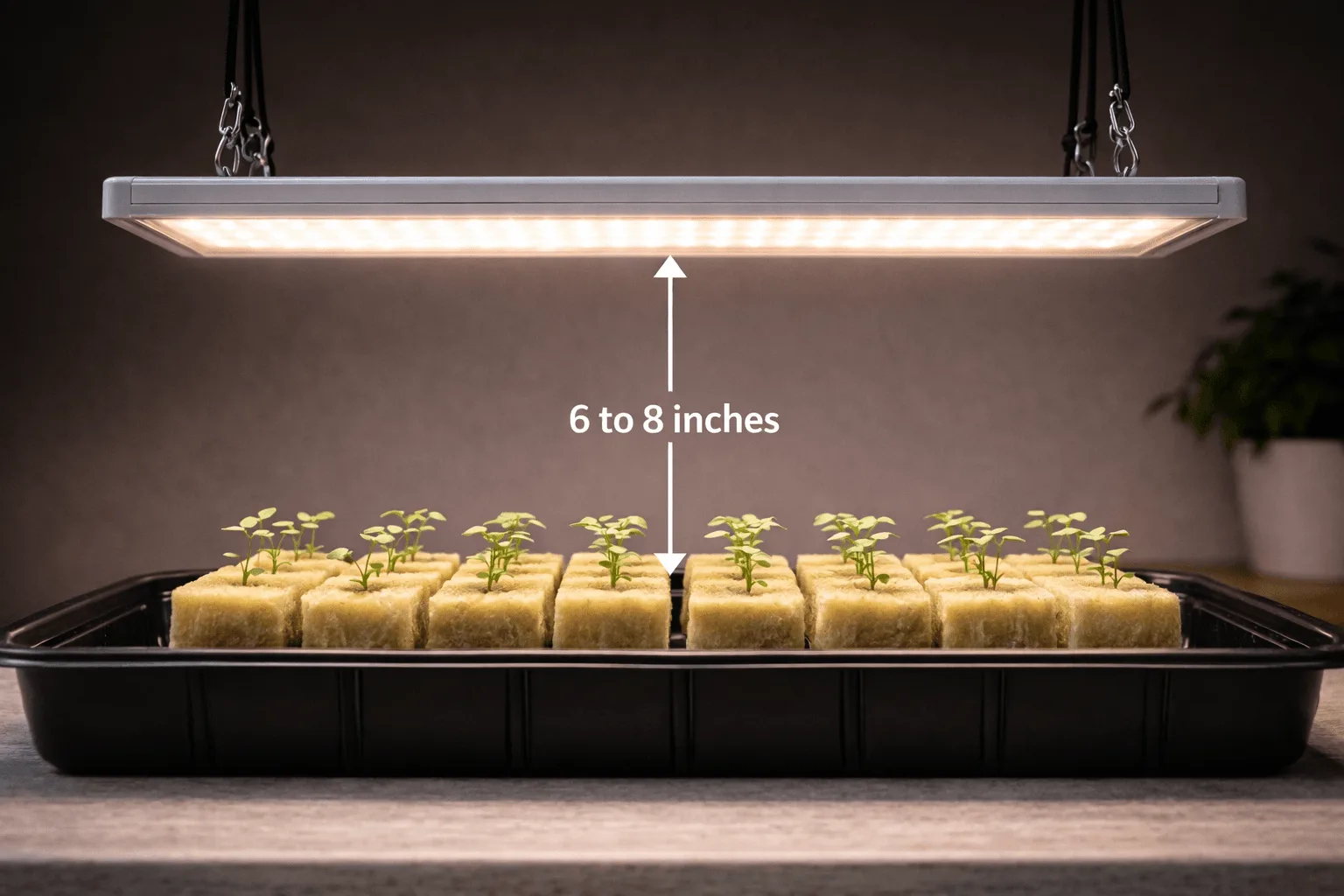 LED grow light panel hanging about 6 to 8 inches above young seedlings in rockwool cubes with a measuring tape showing the distance