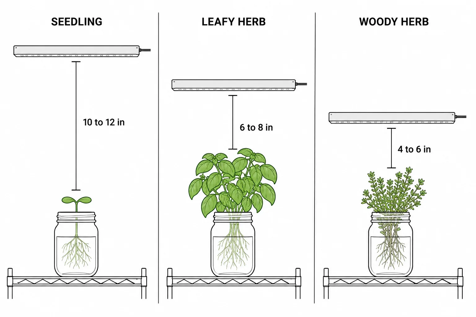 Three-stage diagram showing an LED bar at 10 to 12 inches above a seedling, 6 to 8 inches above a leafy herb, and 4 to 6 inches above a woody herb