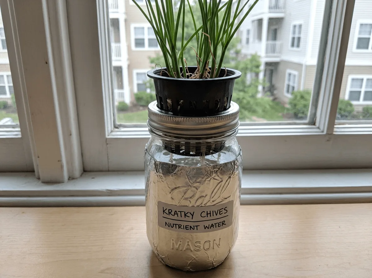 Kratky jar setup for hydroponic chives with a light-proof container and net cup on an apartment windowsill