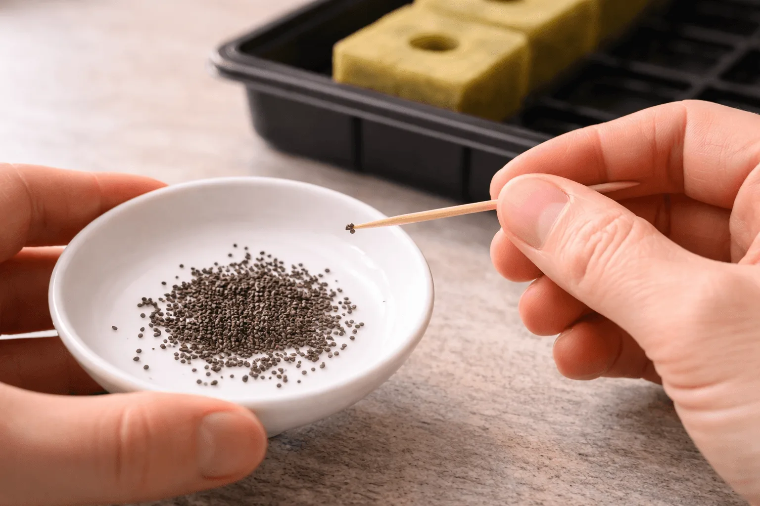 Hand using a damp wooden toothpick to pick up a tiny herb seed from a white dish with a rockwool cube waiting in the background