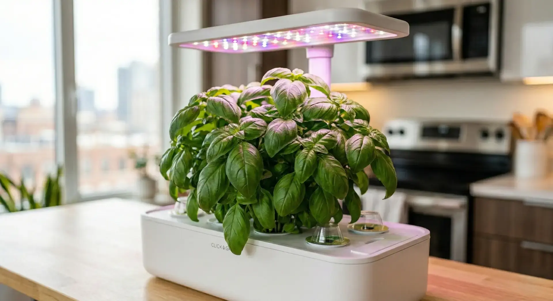 Hydroponic basil thriving in a countertop system under a full-spectrum LED grow light in an apartment