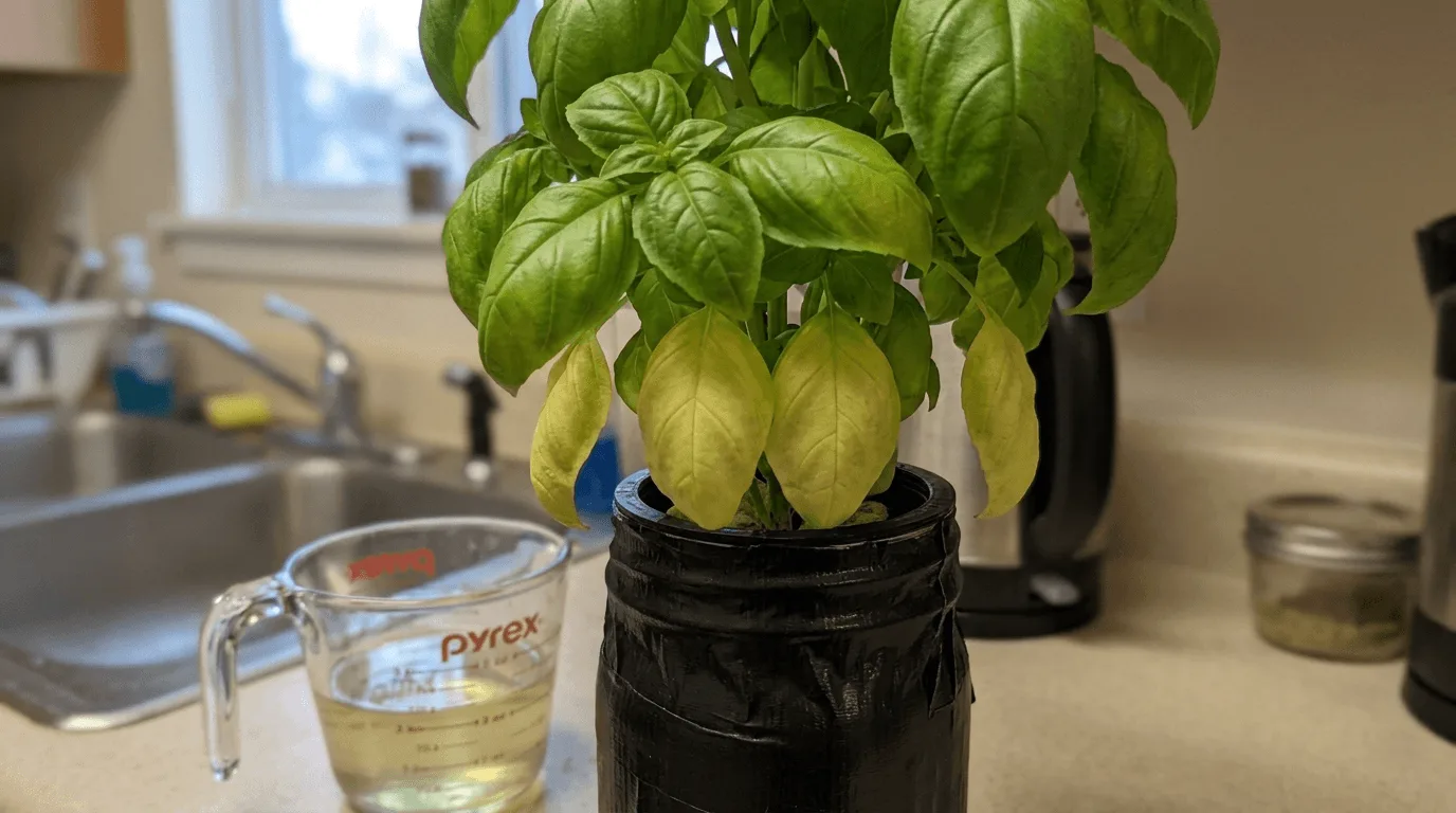 Hydroponic plant in a Kratky jar with yellow lower leaves and green new growth next to a cup of fresh nutrient solution ready for a water change