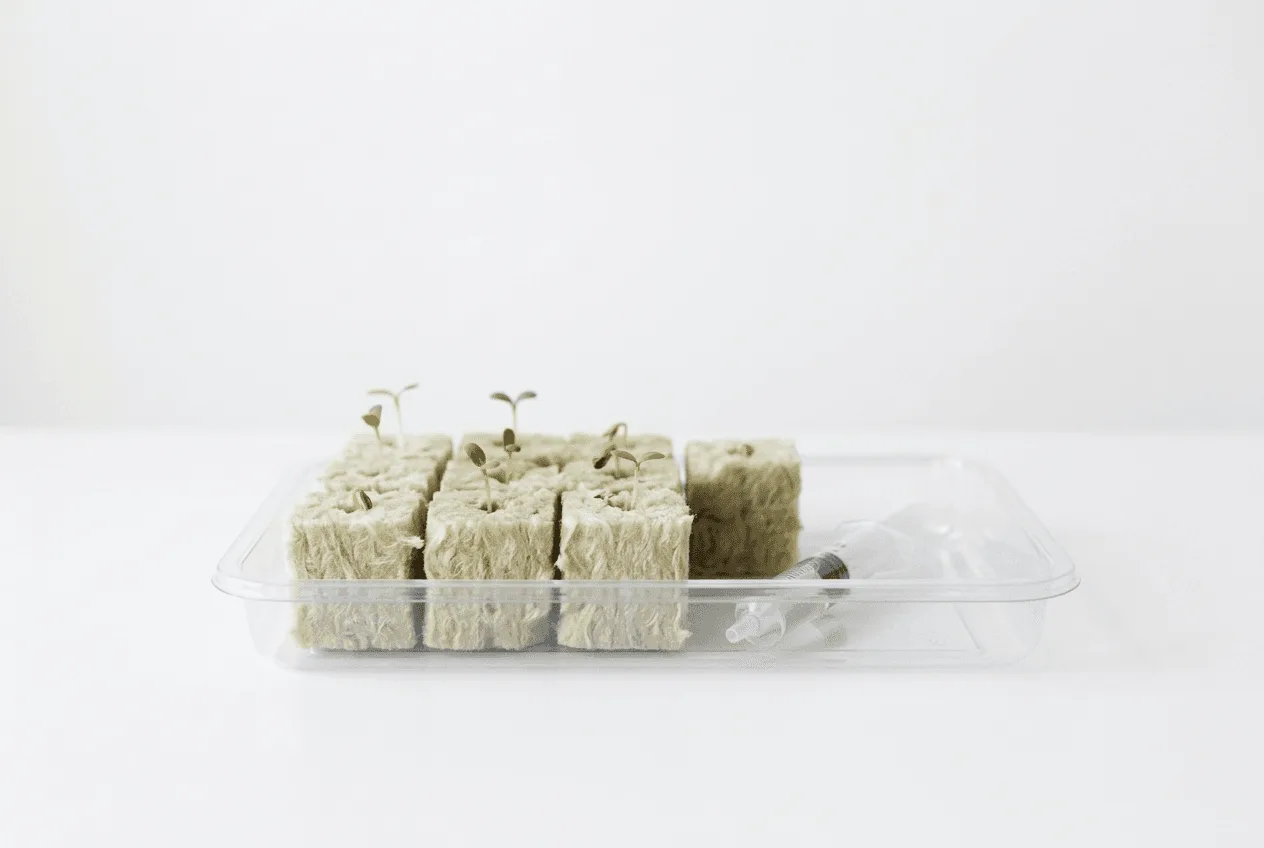 tiny hydroponic seedlings growing in rockwool cubes next to a plastic syringe ready for first diluted nutrient feeding