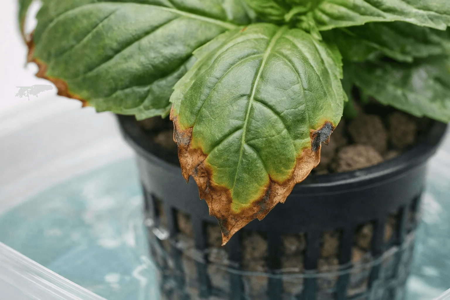 close-up of hydroponic basil leaf with brown crispy tips showing signs of nutrient burn