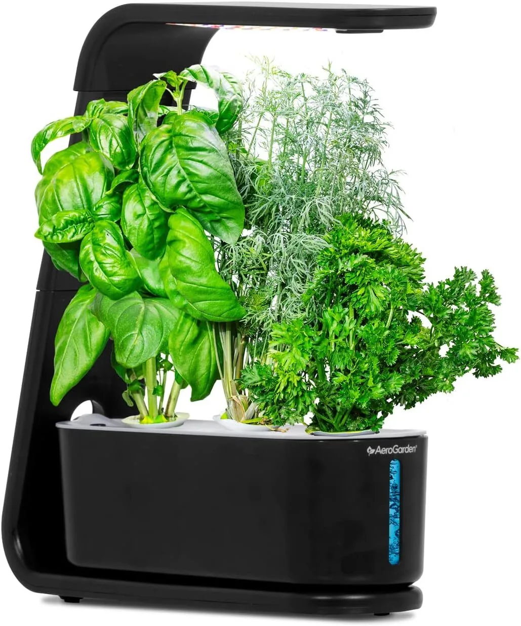 AeroGarden Sprout 3-pod countertop hydroponic garden with herb pods growing