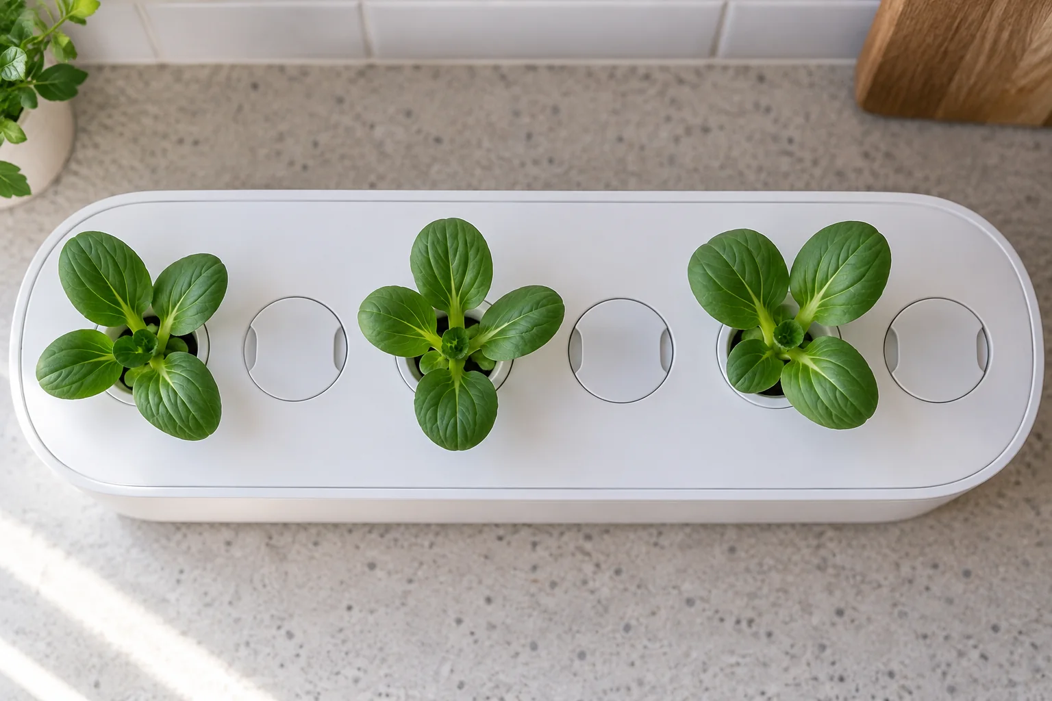 Top view of three baby bok choy plants spaced in alternating pods with the unused holes covered