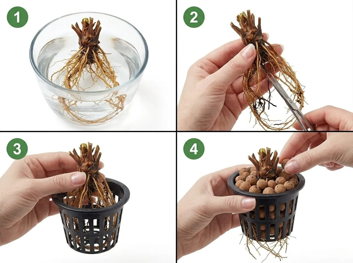 Step-by-step visual showing strawberry crown positioned above clay pebbles in net cup with roots extending below