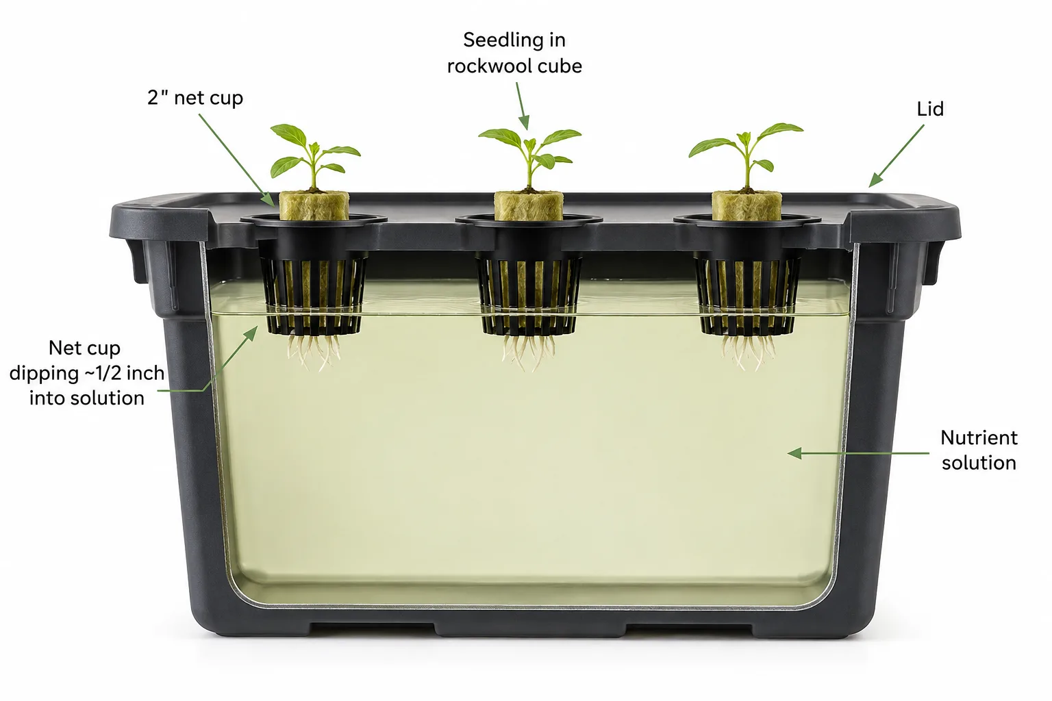 Cutaway of a Kratky tote showing the bottom of each net cup sitting in nutrient solution at planting